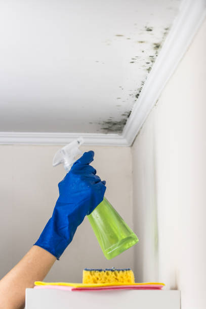 Best Mold Testing and Inspection Services in Adrian, MO